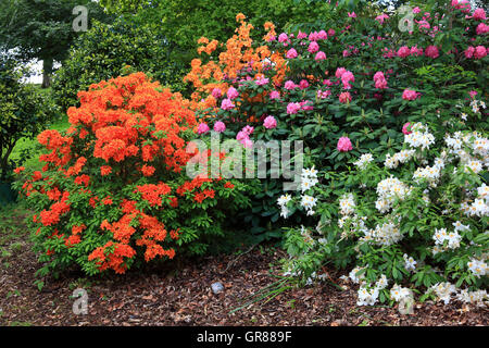 Rododendri, rododendro, tipo di pianta della famiglia delle piante di erica, Ericaceae, cespugli di rododendro in diversi colori Foto Stock