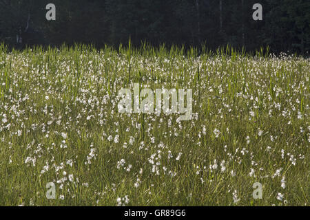 Il cotone graminacee colonizzano prevalentemente Peatlands. Foto Stock