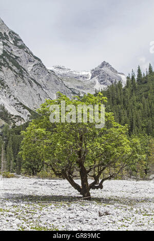 In questo deserto pietroso Ogni albero è destinata a rallentare morendo Tree Foto Stock