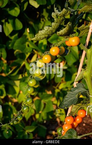 Sungold pomodori ciliegia crescente sulla pianta, Inghilterra, Regno Unito, Europa occidentale. Foto Stock