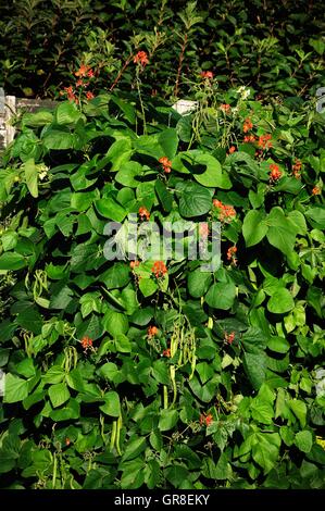 Scarlet imperatore i baccelli crescono contro una staccionata in legno, Inghilterra, Regno Unito, Europa occidentale. Foto Stock