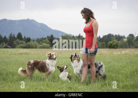 Due Australian Shepard e un Border Collie giocando con il suo cane Trainer sul prato verde Foto Stock