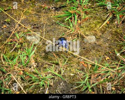Dung Beetle Anoplotrupes Stercorosus Foto Stock