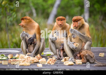 Gruppo femminile di proboscide scimmie (Nasalis larvatus) sono endemiche del Borneo seduto sulla piattaforma di alimentazione nel Sarawak. Foto Stock