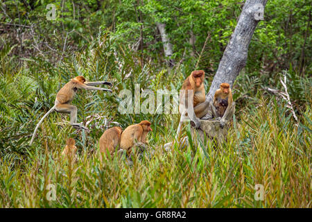 Gruppo di elemento a proboscide scimmie (Nasalis larvatus) sono endemiche del Borneo nella foresta Foto Stock