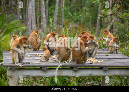 Gruppo di elemento a proboscide scimmie (Nasalis larvatus) sono endemiche del Borneo seduto sulla piattaforma di alimentazione nel Sarawak. Foto Stock