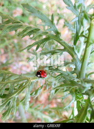 Red Ladybug camminando sulla foglia verde Foto Stock