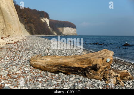 Costa con Flotsam Jasmund National Park, Ruegen Isola, Meclenburgo-Pomerania Occidentale, Germania Foto Stock