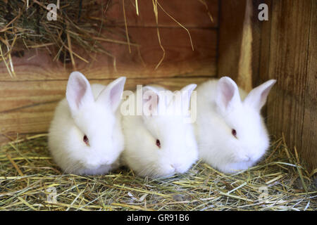 Tre piccoli coniglio bianco in un hutch Foto Stock