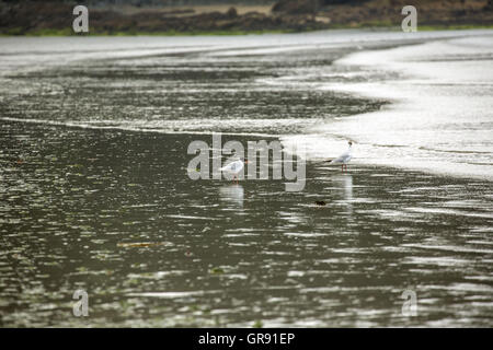 Gli uccelli sulla spiaggia Plage du Ris In Douarnenez, bassa marea, Brittany Foto Stock