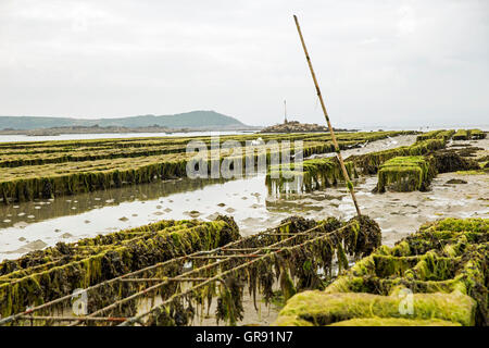 Ostriche a Saint-Sauvier a bassa marea, Bretagna Francia Foto Stock