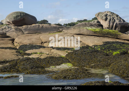 Rocce di granito sulla Costa di Granito Rosa In Ploumanach con alghe marine a bassa marea, Bretagna Francia Foto Stock