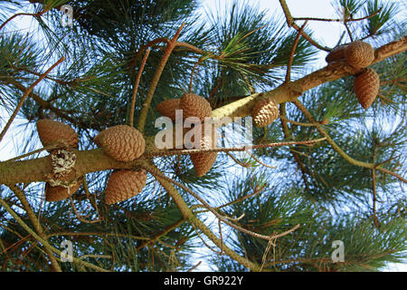 Visto il ramo di un albero di pino con lunghi aghi e pigne da sotto Foto Stock