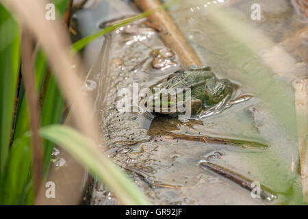 Pond Frog si siede in acqua tra ance Foto Stock