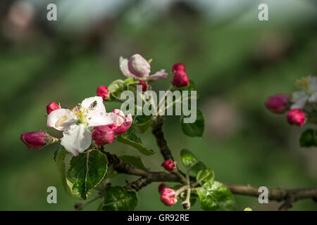 Il ramo di un albero di mele con fiore aperto Foto Stock