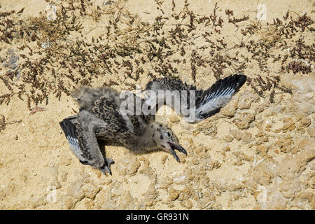Costa rocciosa in Algarve con un morto giovane Gabbiano, Algarve, Portogallo, Europa Foto Stock