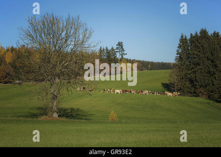 Brown vacche su un pascolo in autunno, Turingia, Germania Foto Stock