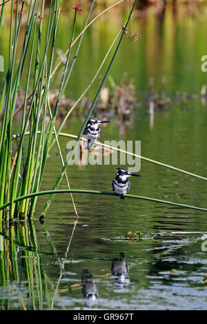 Due Pied martin pescatore( Ceryle rudis) arroccato su canne a Intaka Island Bird Sanctuary , Cape Town, Sud Africa. Foto Stock