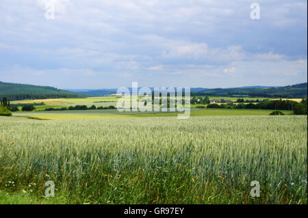 Verde di campi di grano vicino alla foresta di Idar in Renania Palatinato Foto Stock