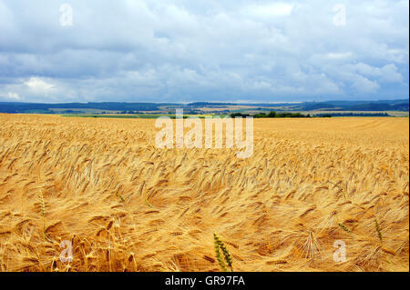 Paesaggio nell'Hunsrück con maturi Campo di orzo in primo piano Foto Stock