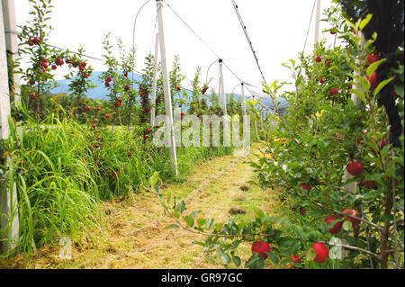 Frutteti di mele nella valle dell'Adige in Alto Adige con grandine reti Foto Stock