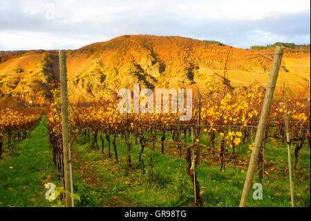 Ripidi vigneti Ürziger Sonnenuhr sul fiume Moselle nella luce della sera Foto Stock