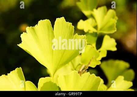 Luce Verde foglie di Ginkgo In estate Macro Foto Stock