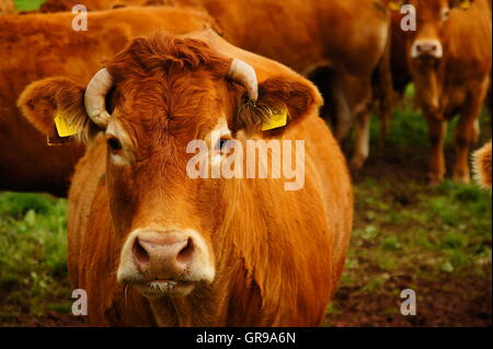 Mucca con un allevamento su un pascolo vicino Hetzhof in Eifel Foto Stock