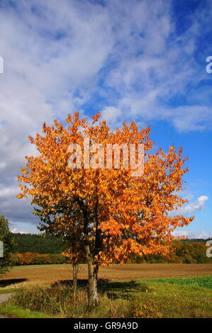 Giallo oro di colore ciliegio in autunno Foto Stock