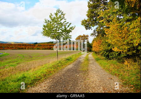 Area escursionistica Briedeler Schweiz nell'Hunsrück in autunno con alberi colorati Foto Stock