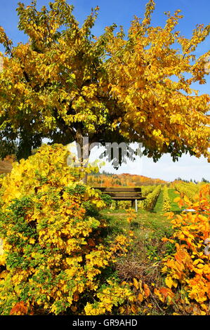 Giallo Ciliegio, panca e arbusti colorati nei vigneti di Kröv sulla Mosella Foto Stock