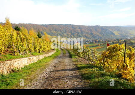 Modo nei vigneti di Kröv verso Traben-Trarbach Wolf sulla Mosella Foto Stock