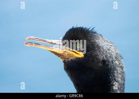 Marangone dal ciuffo (phalacrocorax aristotelis) ritratto, interno farne, farne Islands, Northumberland, England, Regno Unito Foto Stock