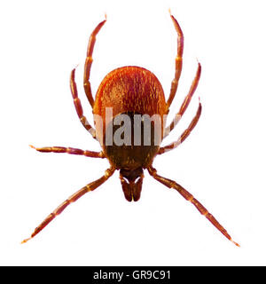 Microphoto di un tick Ixodes ricinus Foto Stock