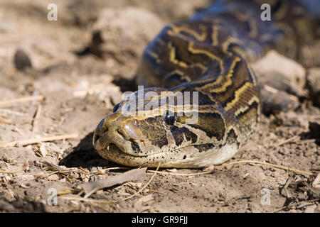 African Rock (Python Python sebae) sul suolo, Djoudj National Park, Senegal Foto Stock