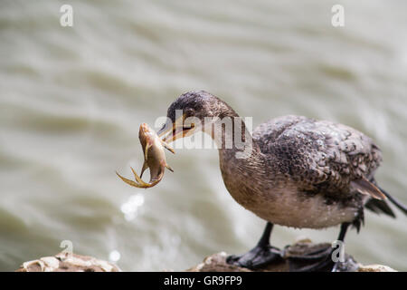 Long-tailed cormorano (Microcarbo africanus) con piccolo catturato il pesce gatto, Djoudj National Park, Senegal Foto Stock