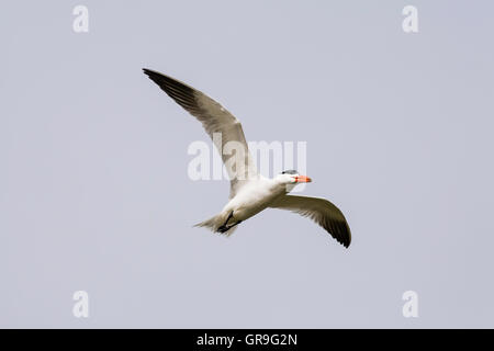 Caspian Tern (Hydroprogne caspia; precedentemente Sterna caspia) battenti, Djoudj National Park, Senegal Foto Stock