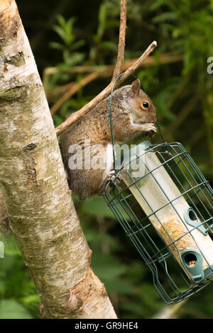 Grigio Grigio scoiattolo ruba alimenti per uccelli da Bird Feeder appeso a un albero Foto Stock