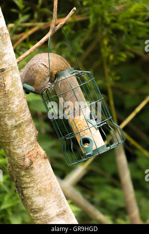 Grigio Grigio scoiattolo ruba alimenti per uccelli da Bird Feeder appeso a un albero Foto Stock