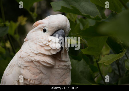 Cacatua delle Molucche Foto Stock