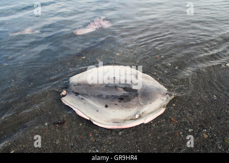 Guarnizione arpa (Pagophilus groenlandicus) pelle a sinistra da un cacciatore in bay, Qeqertarsuaq, Groenlandia Foto Stock