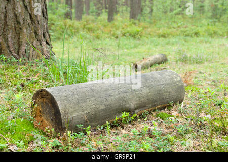 Il vecchio mossy log in una fitta foresta Foto Stock