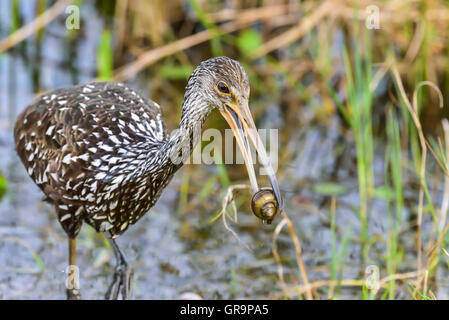 Aramus guarauna Foto Stock