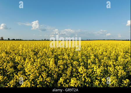 Giallo intenso campo di semi di colza Foto Stock