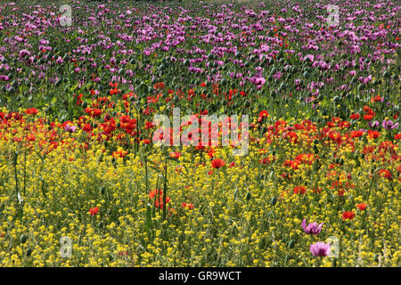 Campo di papaveri e altri fiori selvatici nel Burgenland Foto Stock