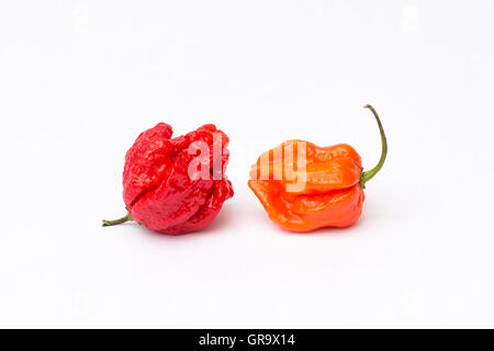 Carolina reaper peperoncini rossi su sfondo bianco Foto Stock