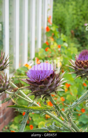 Cynara scolymus. Globo fiore di carciofo in un giardino. Foto Stock