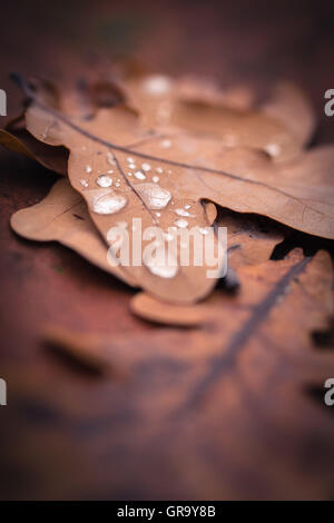 Autunnale di foglie di quercia Foto Stock