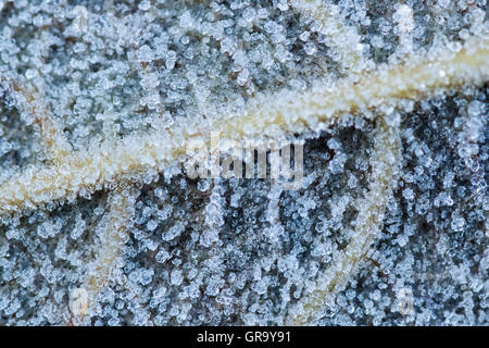 Foglia con Rime Foto Stock