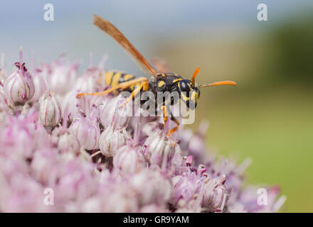 Carta europea Wasp Poliste Dominula Foto Stock